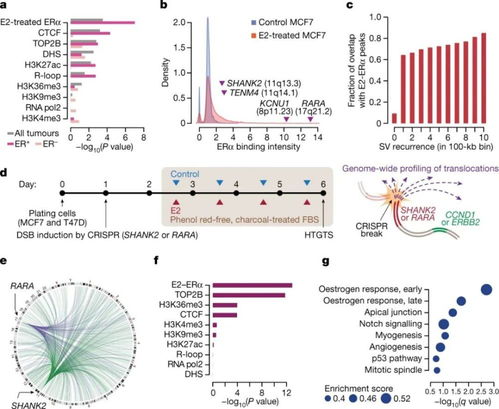 雌激素 哈佛研究揭示其在乳腺癌关键致癌基因扩增中的核心作用