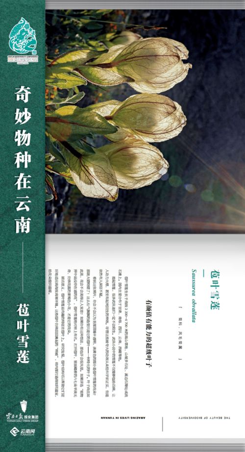《奇妙物种在云南》 一本探索生物多样性之美的精品科普力作